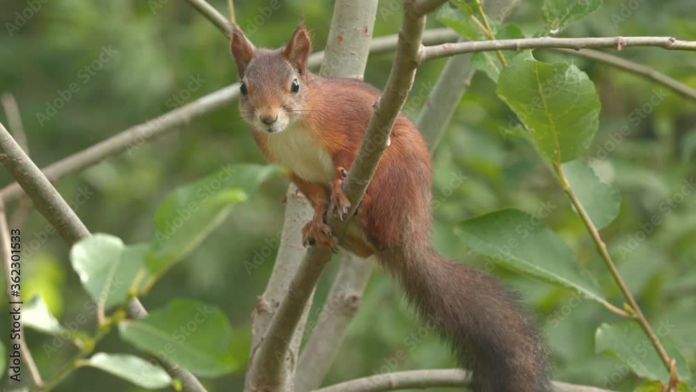red squirrel in forest environment perched on branch watching alerted breathing red squirrel in forest environment perched on branch watching alerted breathing