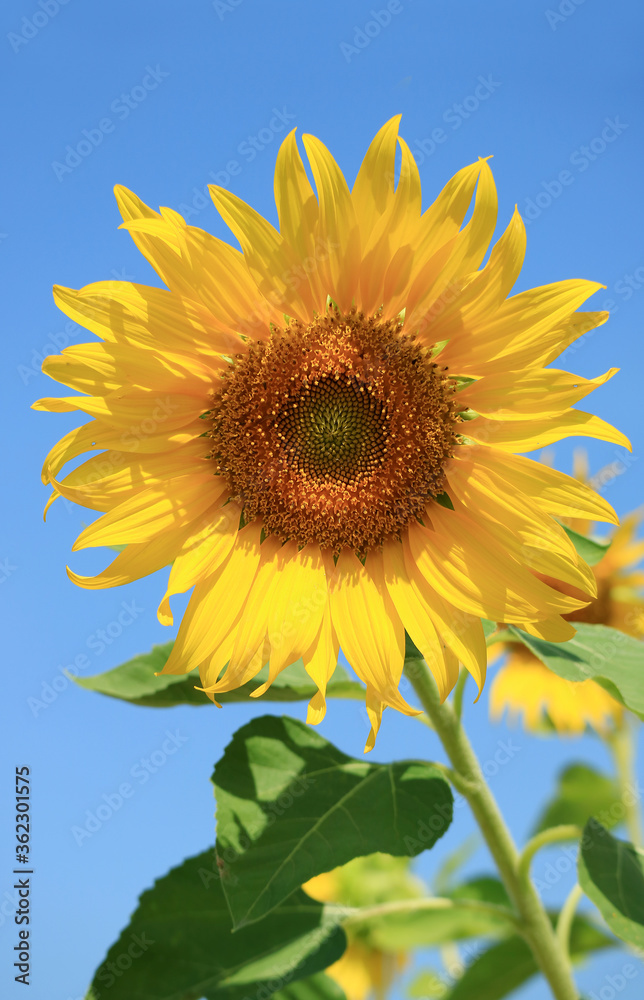 Vertical Image of a Vibrant Yellow Sunflower Against Sunny Blue Sky Vertical Image of a Vibrant Yellow Sunflower Against Sunny Blue Sky