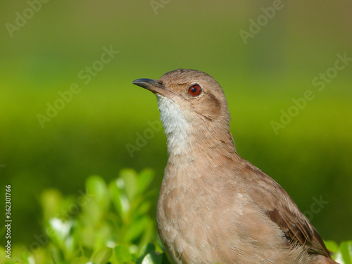 Furnarius rufus, João de barro ou Forneiro perched on the scrub with green background, Brazil photo