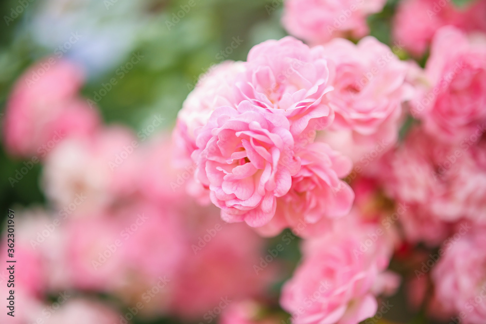 Beautiful pink roses flower in the garden Beautiful pink roses flower in the garden