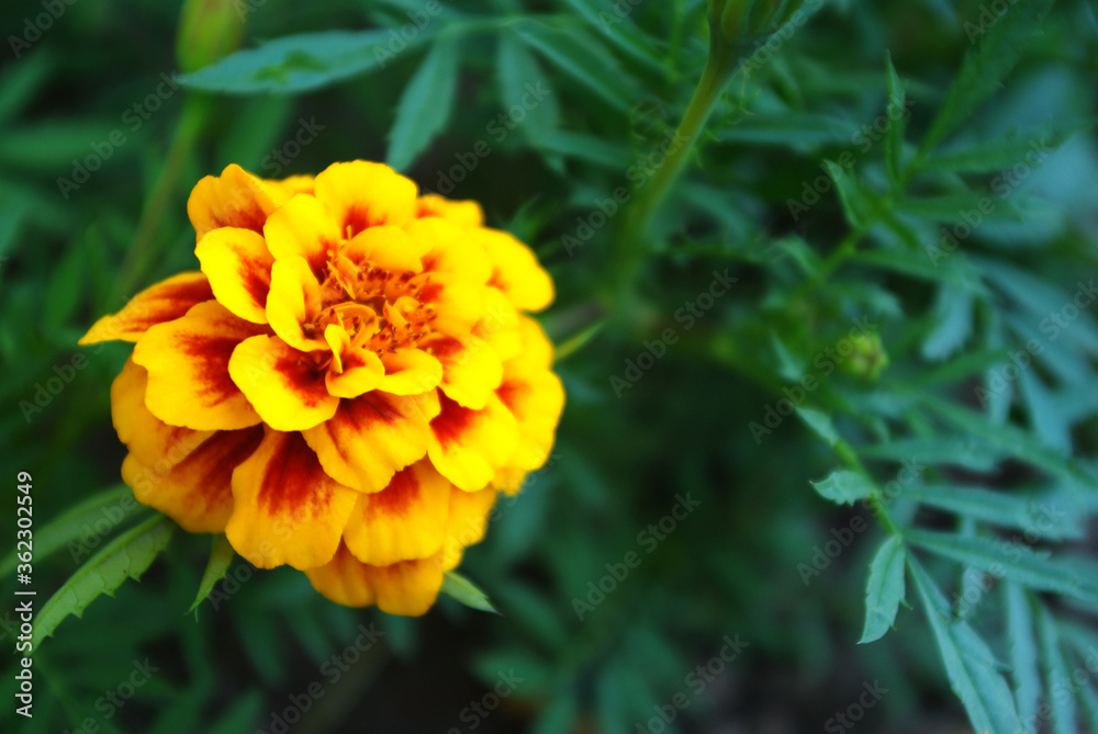 Beautiful flower growing in the summer, botanical garden Beautiful flower growing in the summer, botanical garden