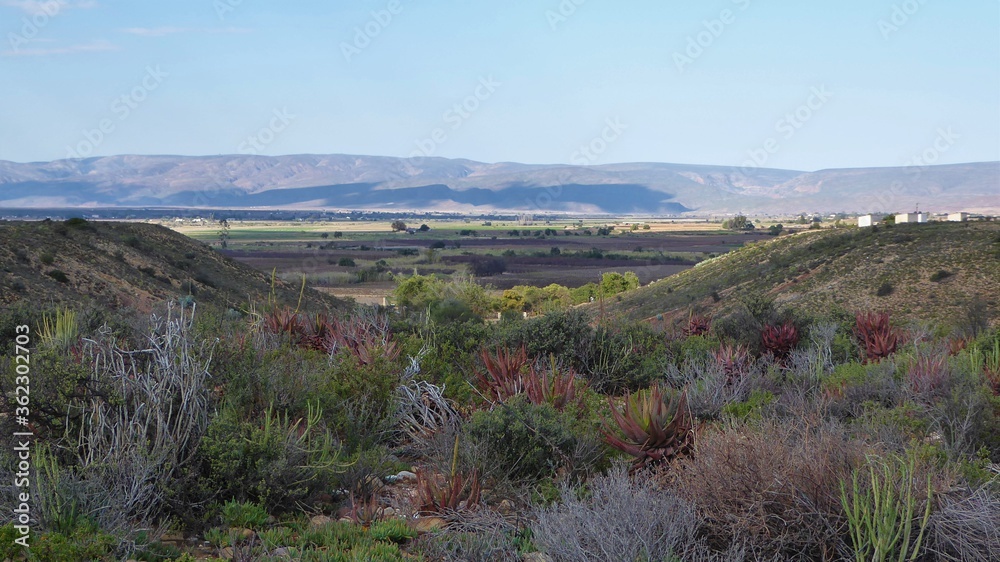 Fototapeta premium Little Karoo Landscape with Typical Reddish Aloes, on a partly Overcast Morning