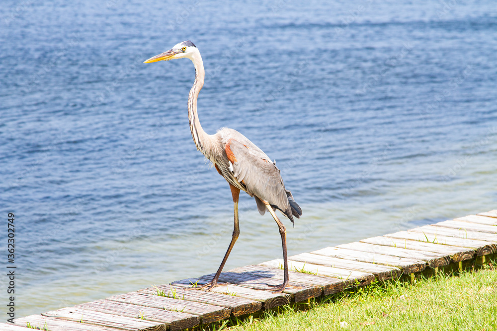 Fototapeta premium bird, great blue heron at Pensacola beach, Florida