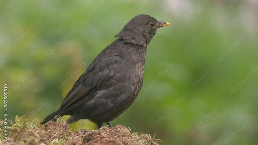 blackbird bird perched on ground watching alerted side view blackbird bird perched on ground watching alerted side view