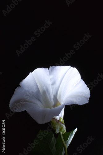 CLose up of a white flower producing light simbolizing energy from plants, or a nuclear core inside a white plant. The flower is known as hedge bindweed, scientific name Calystegia sepium  photo