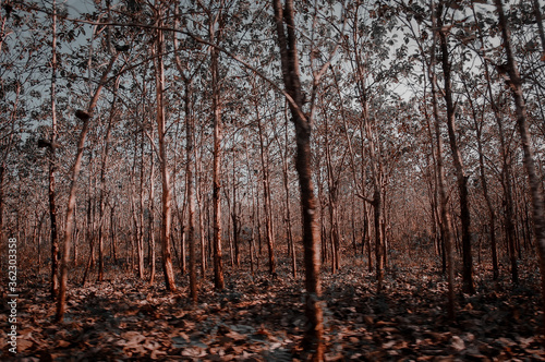 autumn in the forest © hanip