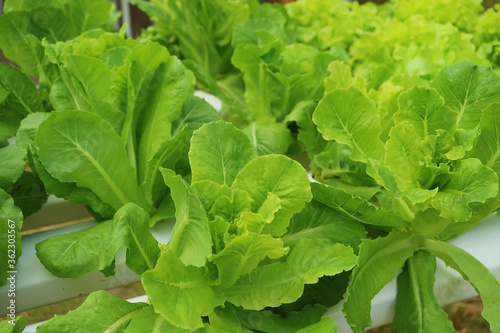 Wallpaper Mural Closeup Vibrant Green Lettuces Growing in Hydroponic Containers at House's Backyard Torontodigital.ca