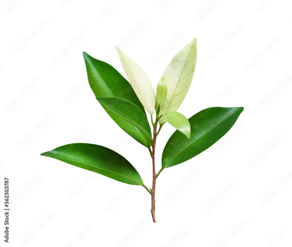 Green leaf of tropical tree with light and dark color , isolated on white background , clipping path
