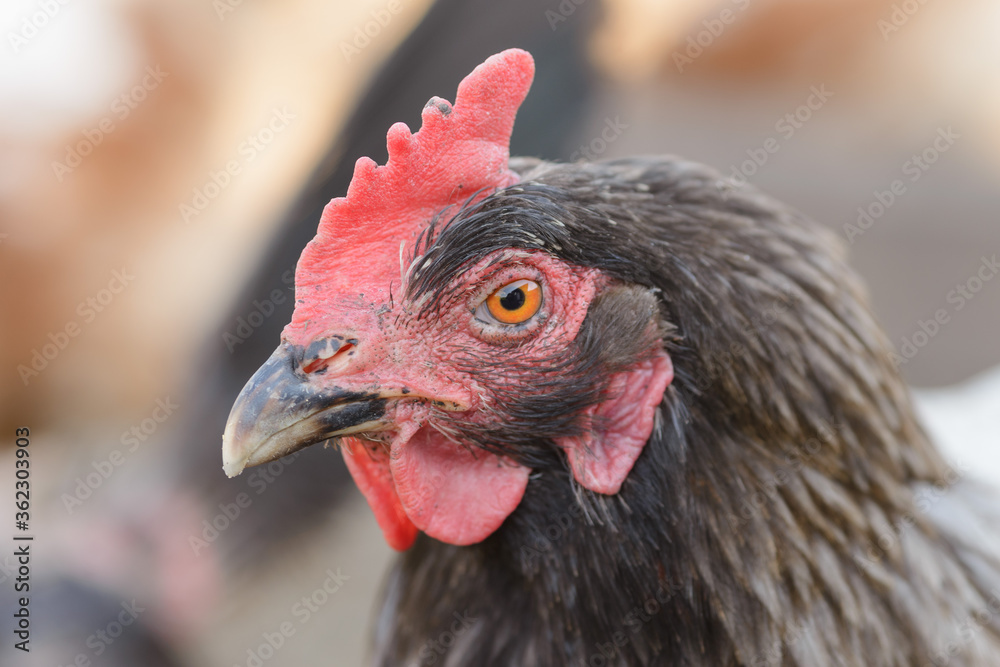 The black hen is a very close portrait, selective focus, rural suburban life.