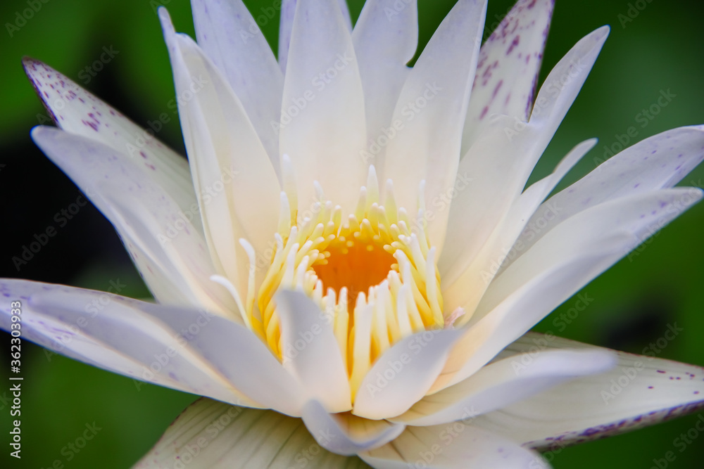 White lotus flowers with yellow pollen natural outdoor background White lotus flowers with yellow pollen natural outdoor background