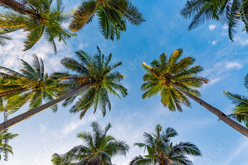 trunks of coconut palms against the blue sky on Koh Samui in Thailand, travel to the resort, relaxation and enjoyment