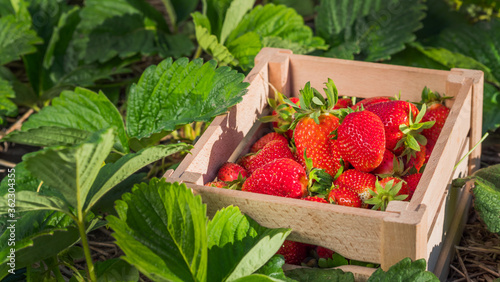 Wooden box with strawberry berries on the field where it grows