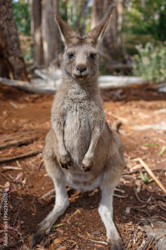 A full body portrait of a standing young Kangaroo