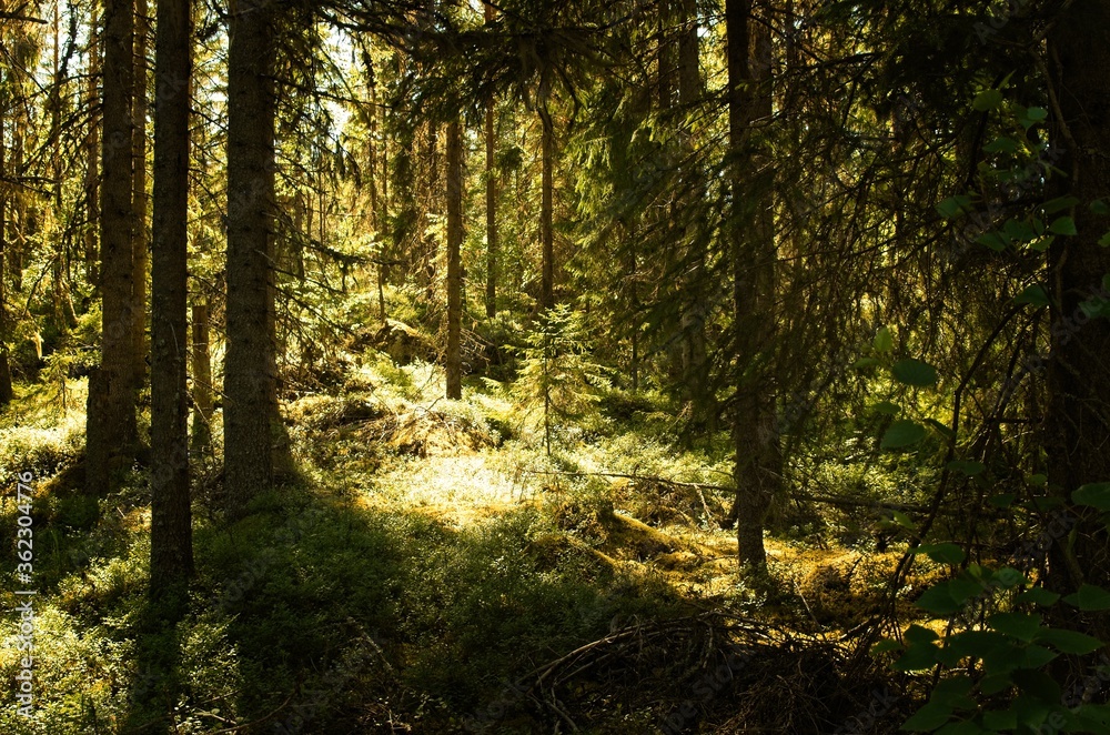 Fototapeta premium The sun is trying to peek through trees in a dark forest on a sunny summer day in Dalarna,Sweden.