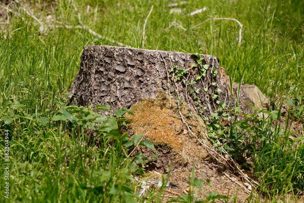 abgesägter Baumstamm auf einer Wiese abgesägter Baumstamm auf einer Wiese
