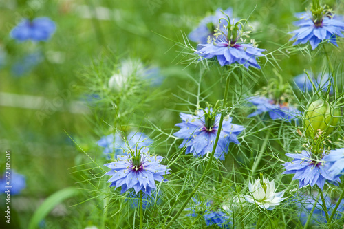 Beautiful nigella flowers in the summer garden.
Beautiful nigella seeds in the garden. photo