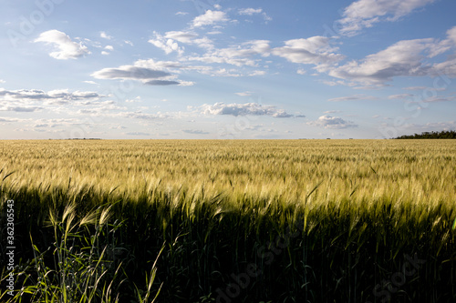 oats is brewing in the farmer s field. Background and texture for text