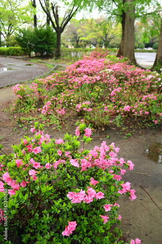 躑躅咲く晩春の雨あがりの公園風景