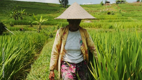 Indonesian women working on pdaay fields. Rice plantation in Bali, Indonesia photo