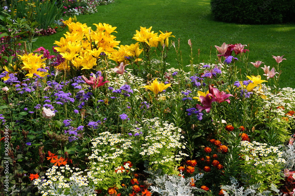 Bright multicolored flowers bloom in the flowerbed 