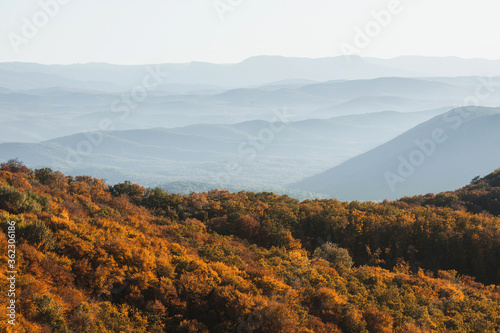 Autumn layered mountain landscape. Orange autumn forest and blue hills in mist on horizon. Beauty in nature, empty background or banner for design.