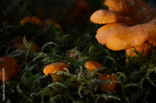 Yellow chanterelle mushrooms grow in the forest in the moss