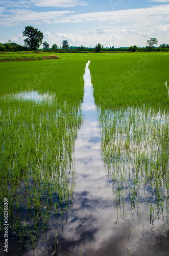 Panorama di una risaia lungo la Via Francigena dalle parti di Vercelli photo