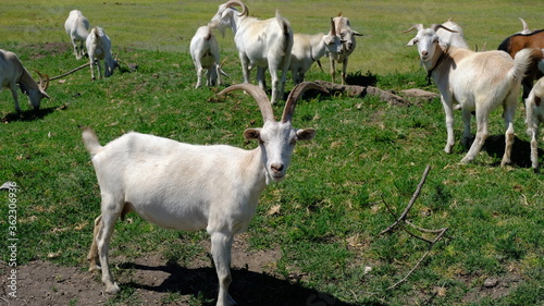  A herd of goats in the field