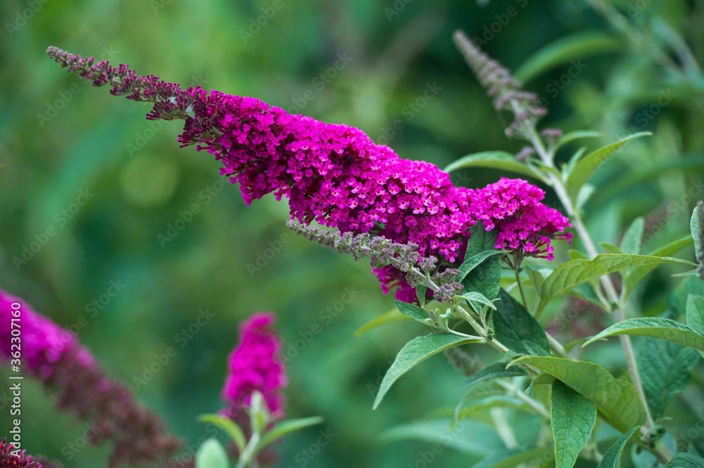 Buddleja (Buddleja davidii), flowers of summer. Buddleja davidii the Butterfly bush Buddleja (Buddleja davidii), flowers of summer. Buddleja davidii the Butterfly bush