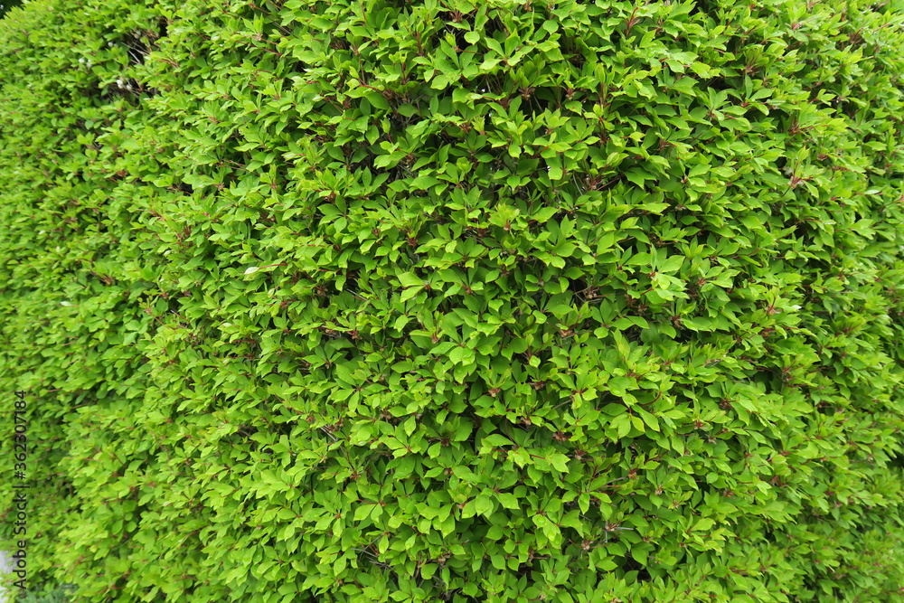 Fototapeta premium 曲がり角の若葉のドウダンツツジの生垣