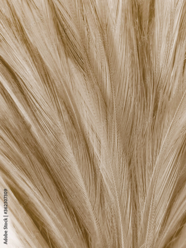 Obraz premium Beautiful abstract gray and white feathers on white background, soft brown feather texture on white pattern background, yellow feather background