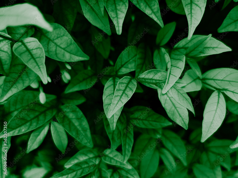 Beautiful abstract color black and green flowers on dark background and dark graphic white flower frame and green leaves texture, green background, colorful graphics banner Beautiful abstract color black and green flowers on dark background and dark graphic white flower frame and green leaves texture, green background, colorful graphics banner