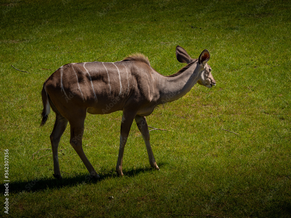 Fototapeta premium Female Kudu on grassland in the zoo
