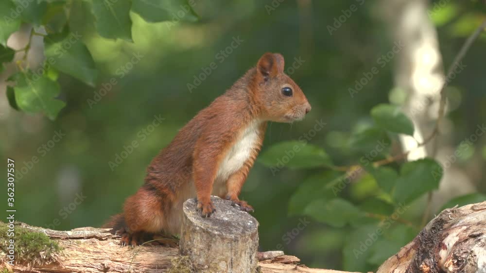 red squirrel animal on ground raise body standing hind feet watching alerted shake tail side view red squirrel animal on ground raise body standing hind feet watching alerted shake tail side view