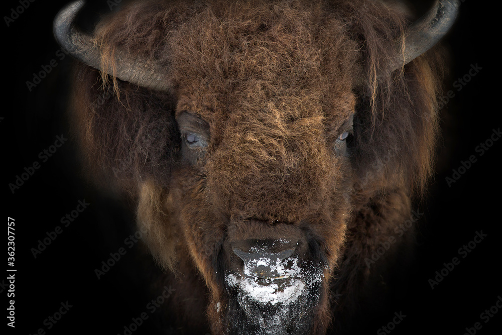 American bison portrait isolated on black background. Buffalo leader head in snow. The national animal of  United States.