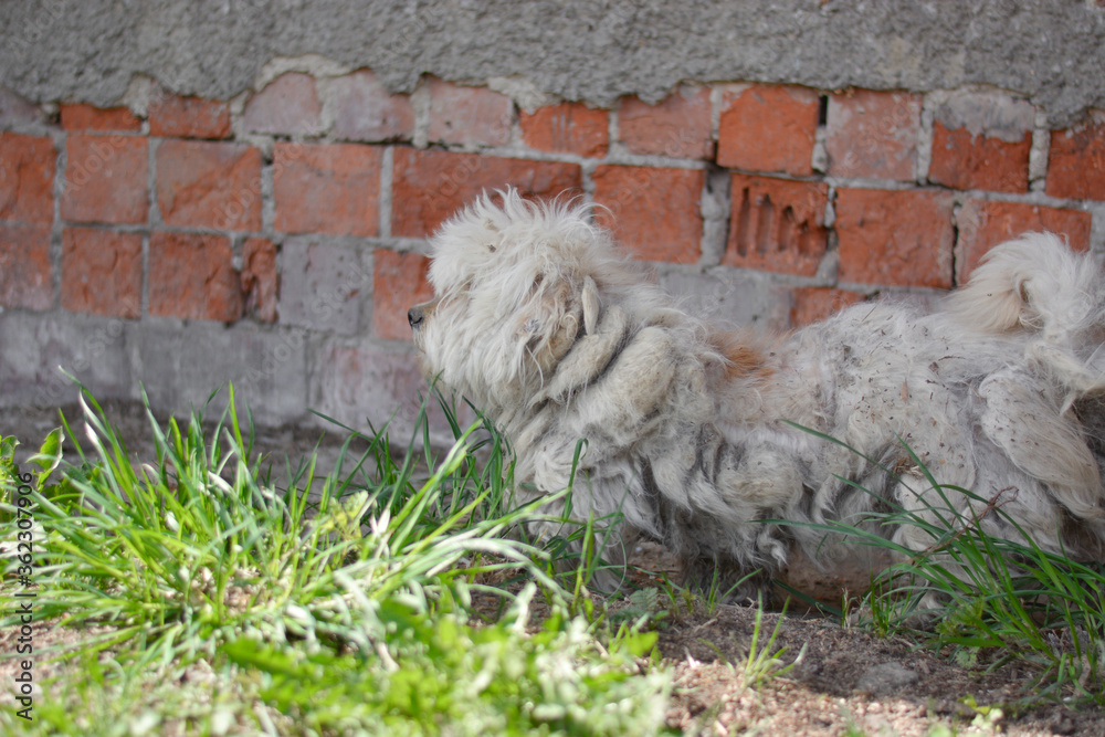 Sad sick maltese dog, west highland white terrier mix breed dog in