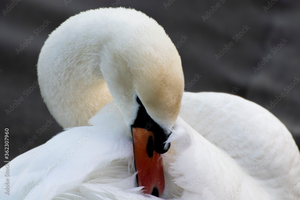 Fototapeta premium swan on the lake