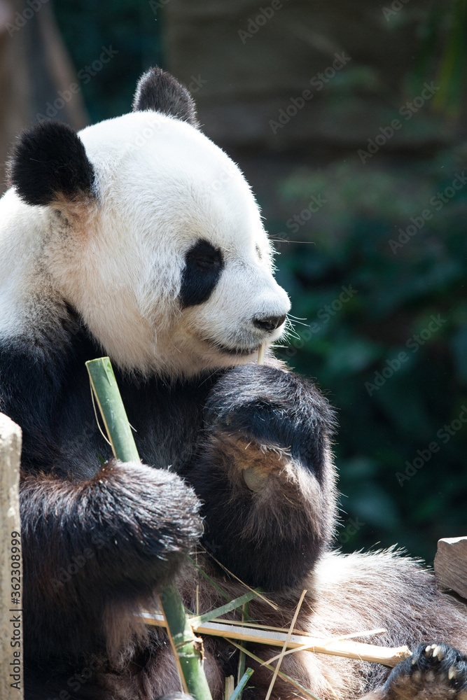 Obraz premium Miś Panda jedzący bambus