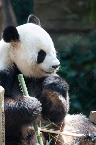 Panda bear eating bamboo © yellowj