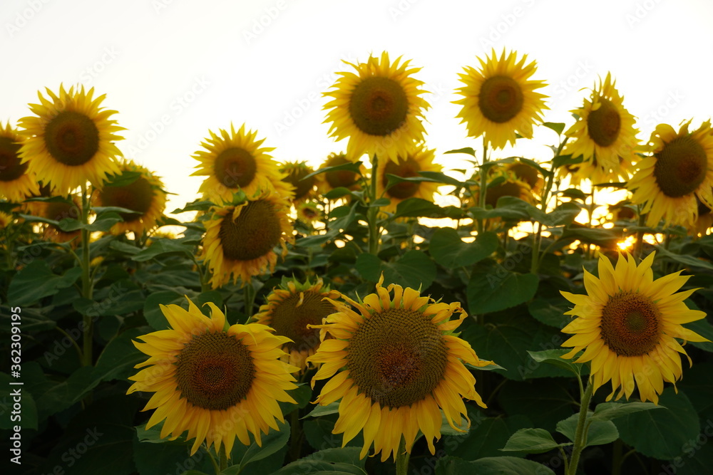 Fototapeta premium Beautiful sunset seen from a field full of sunflowers 