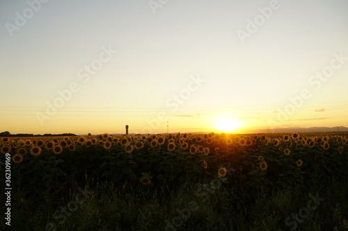 Beautiful sunset seen from a field full of sunflowers 