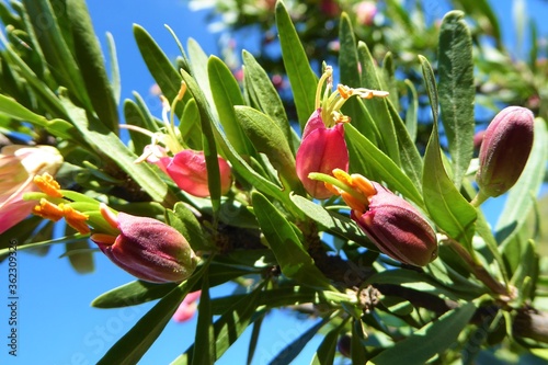 Autumn-Flowering branch of Nymania capensis / Chinese Lantern Plant photo