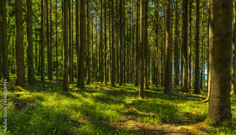 Fototapeta premium Widok na las latem.