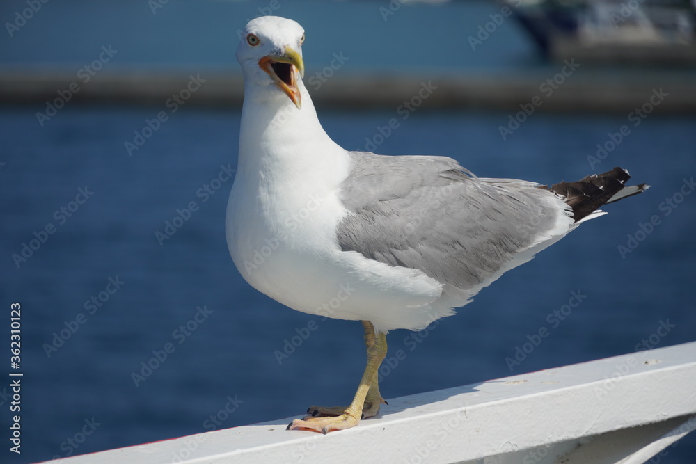 Beautiful seagulls following a ferry boat in Greece Beautiful seagulls following a ferry boat in Greece
