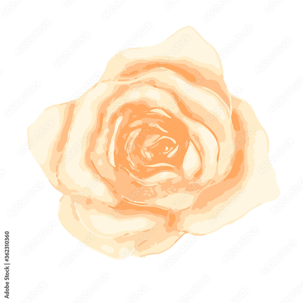 Bright gentle beautiful tea rose bud isolated on white Bright gentle beautiful tea rose bud isolated on white