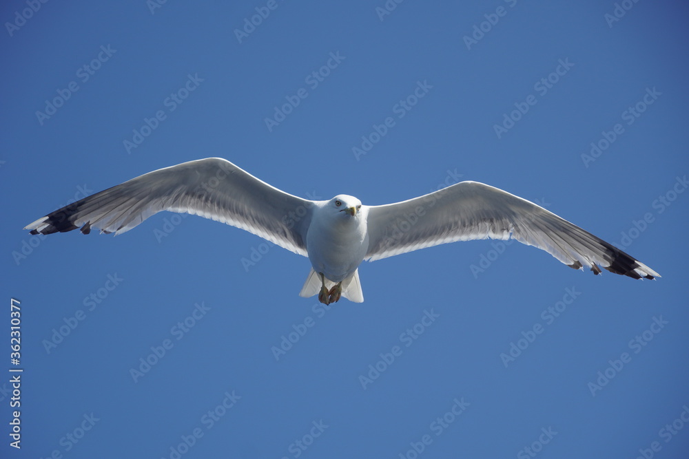 Obraz premium Beautiful seagulls following a ferry boat in Greece