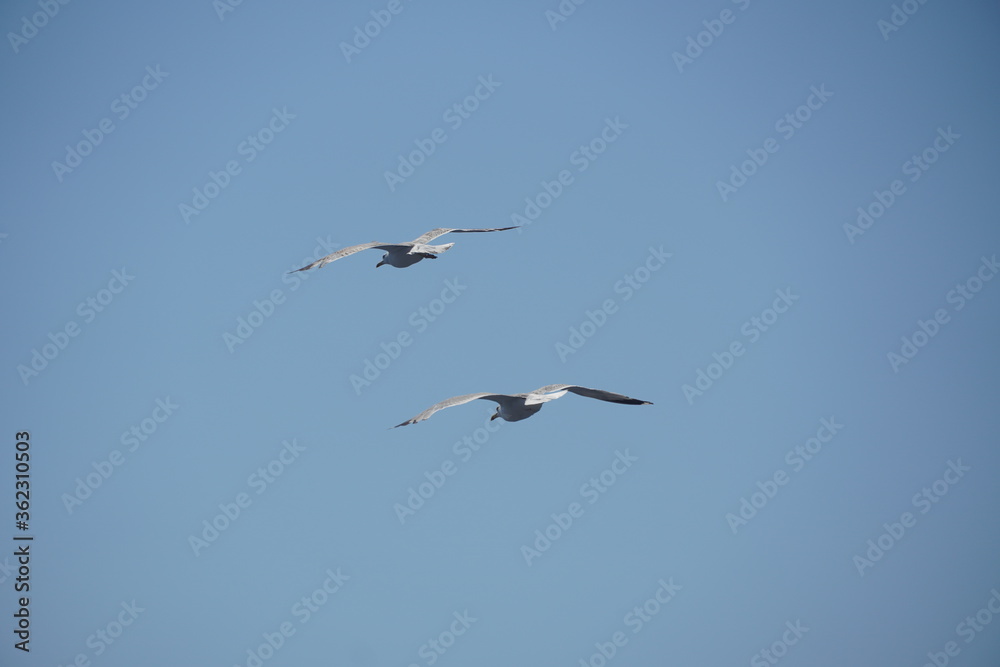 Beautiful seagulls following a ferry boat in Greece Beautiful seagulls following a ferry boat in Greece