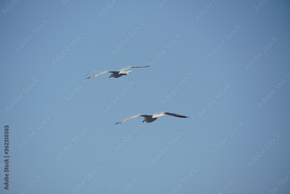 Beautiful seagulls following a ferry boat in Greece