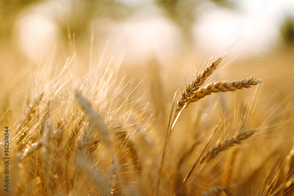 Golden wheat field in sunny day. Agriculture and harvesting concept. Golden wheat field in sunny day. Agriculture and harvesting concept.