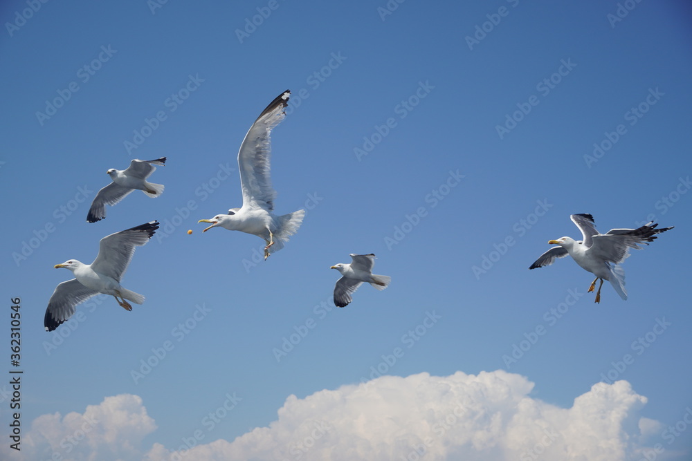 Fototapeta premium Beautiful seagulls following a ferry boat in Greece
